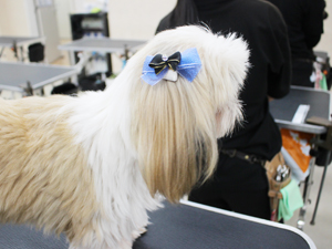 手作りリボンをモデル犬に☆
